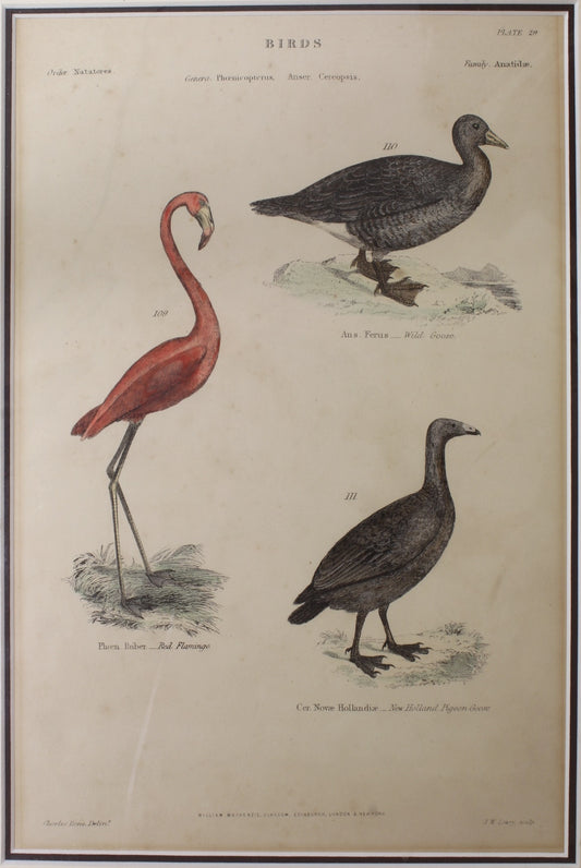 Birds, Red Flamingo, Wild Goose and Pidgeon Goose, Lowry, J, Plate 29, 1842