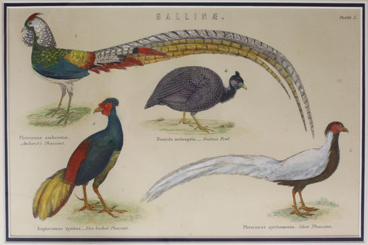 Bird ,Pheasants and Guinea Fowl,  from Europe Illustrated, Published by London Printing and Publishing Company c1842