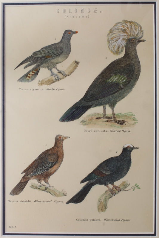 Birds, Columbae, Pigeons, Pub The London Printing and Publishing Company, Vol 4, 1842