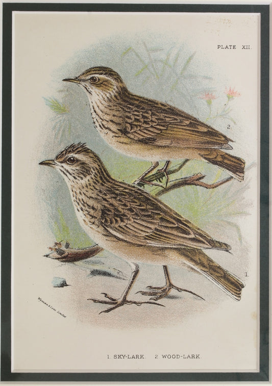 Bird: Lydekker Richard, Sky Lark, chromolithograph, 1896