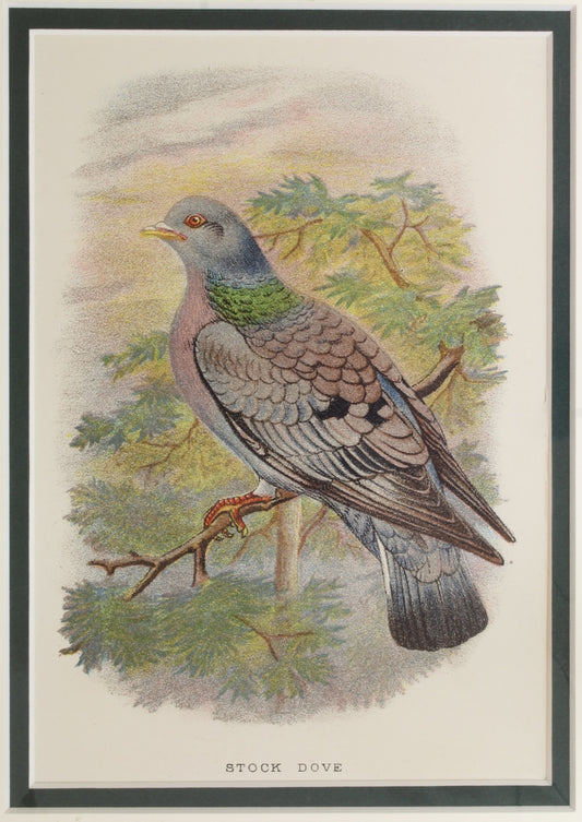 Bird: Lydekker Richard, Stock Dove, chromolithograph, 1896