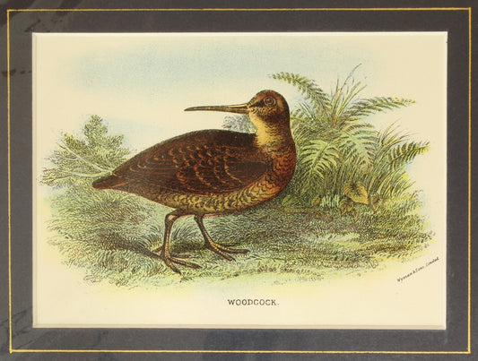Bird: Lydekker Richard, Woodcock, 1896