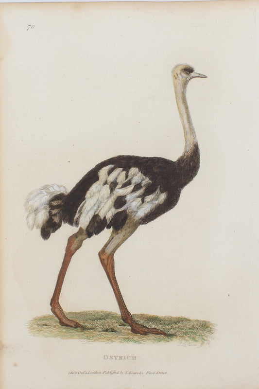 Bird, Shaw George, Ostrich c 1808