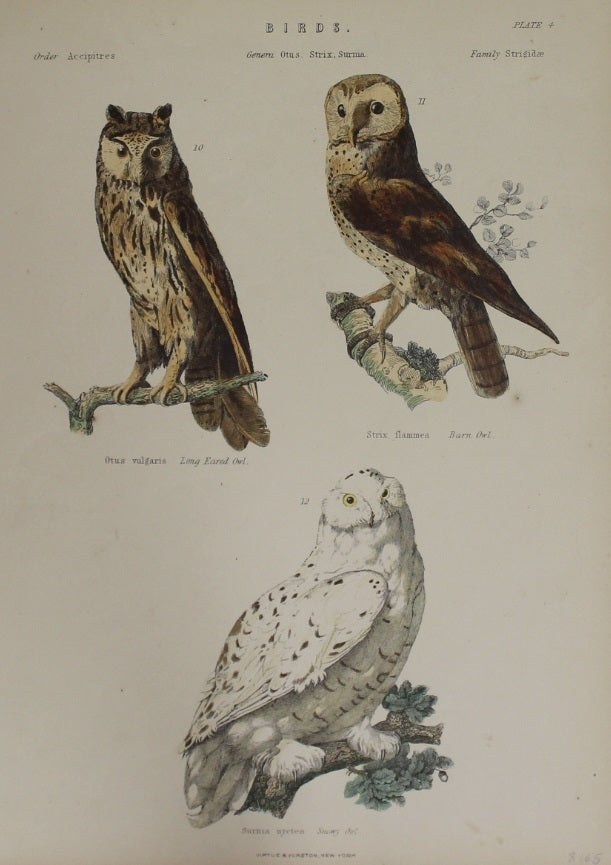 Bird, Owls, Virtue and Yorkston