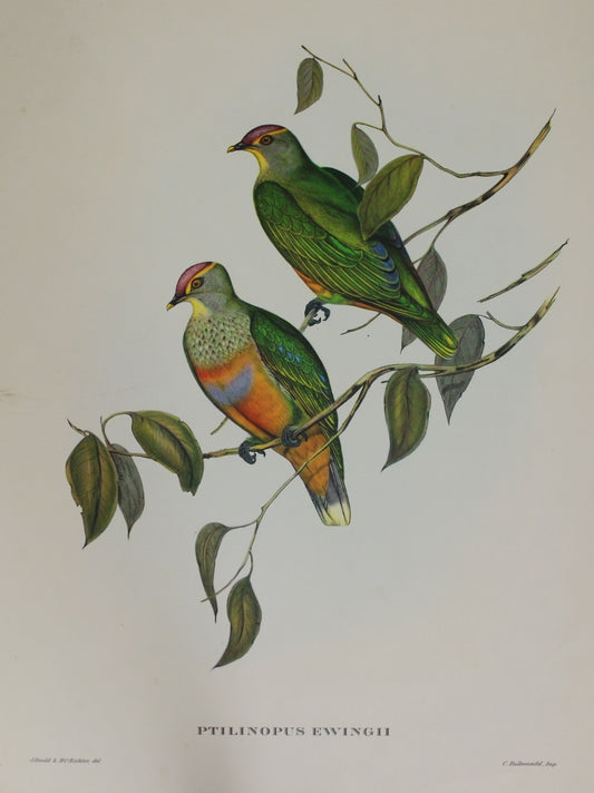 Bird, Gould John, Ptilinopus Ewingi, REPRODUCTION, 1955