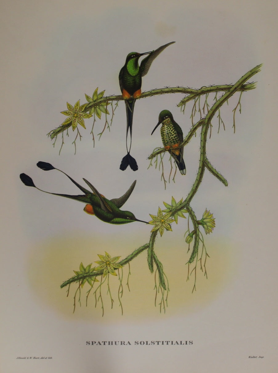 Bird, Gould, John, Spathura Solstitialis, Reproduction, 1955