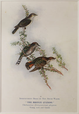 Bird, North, Alfred John, Bronze Cuckoo, Insectiverous Birds of NSW, 1896-7