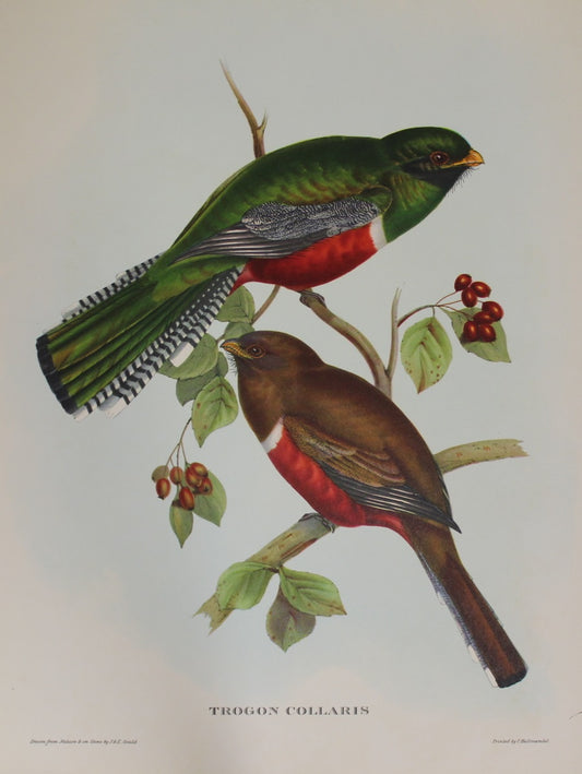 Bird, Gould John, Trogun Collaris REPRODUCTION, 1955