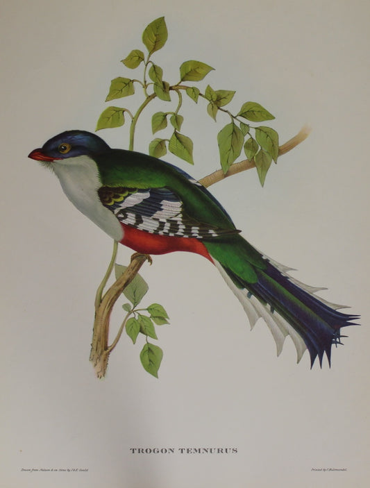 Bird, Gould, John, Trogun Temnurus, Reproduction, c1955