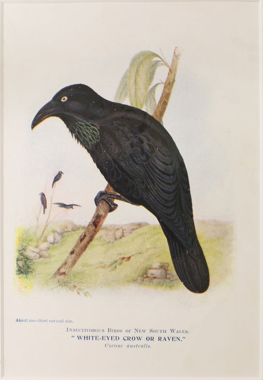 Bird, White Eyed Crow or Raven, North, Alfred John,1921