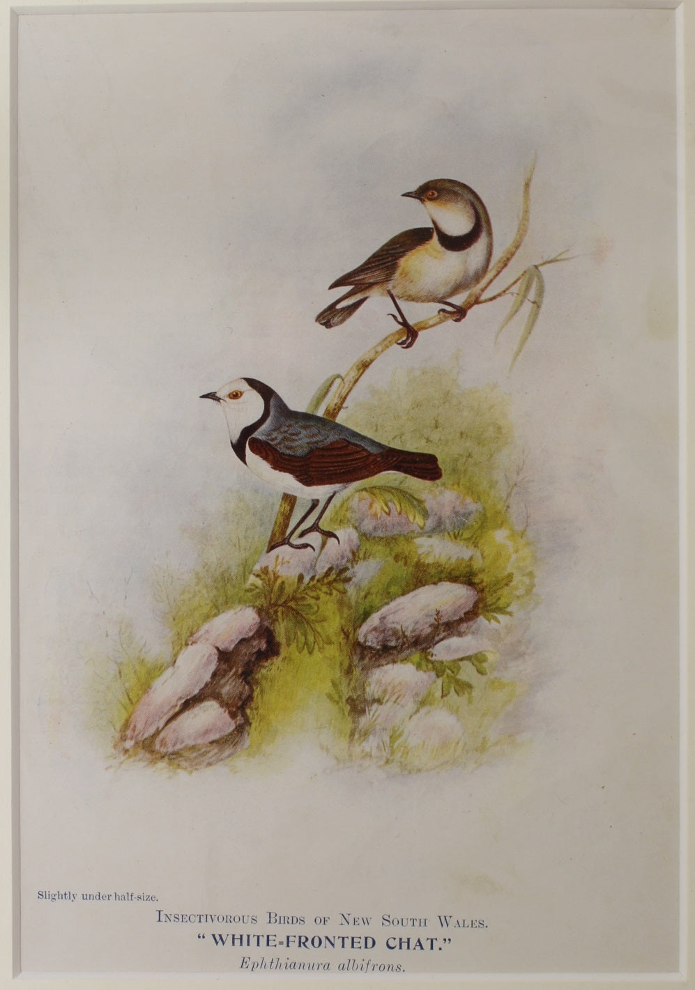 Bird, White Fronted Chat, North, Alfred John,1921
