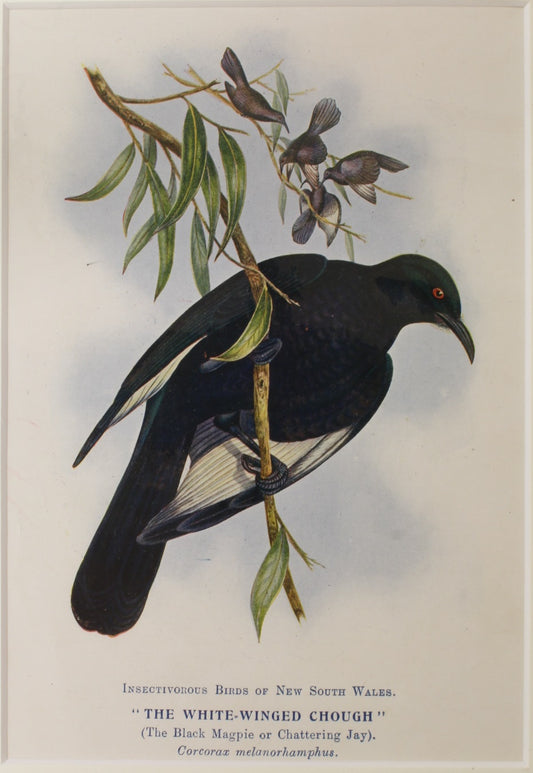 Bird, White Winged Chough, North, Alfred John,1921