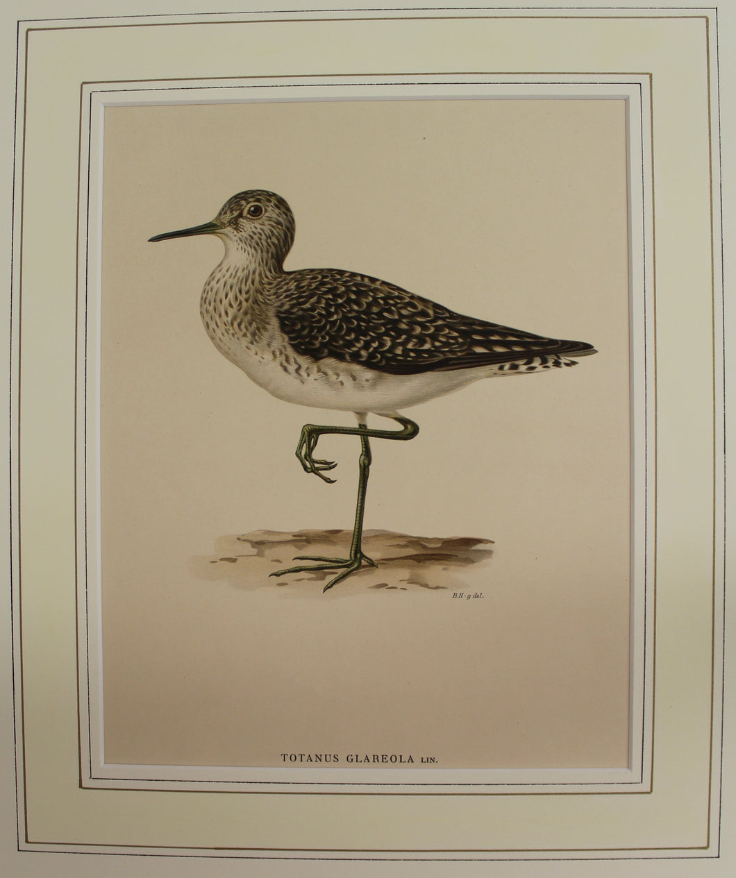 Bird, Von Wright Magnus, Tringa Glareola Wood Sandpiper , Sweden, c1917 - 1929
