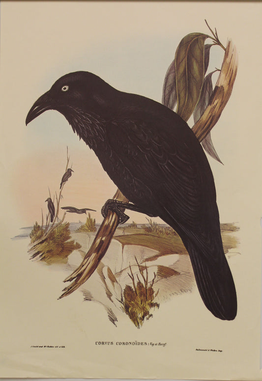Bird, Gould, John, Raven, c1955, Reproduction