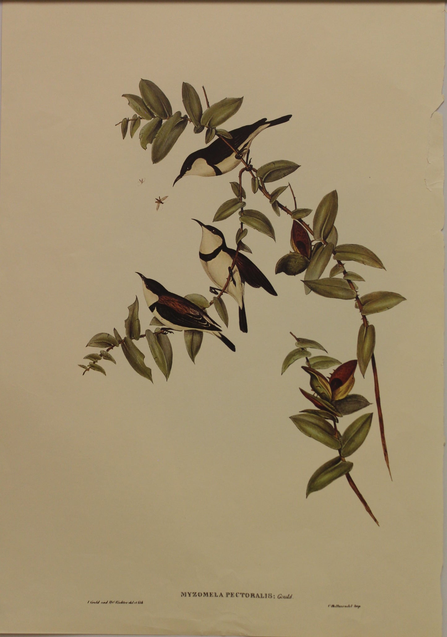 Bird, Gould John, Banded Honey Eater, c1955 Reproduction