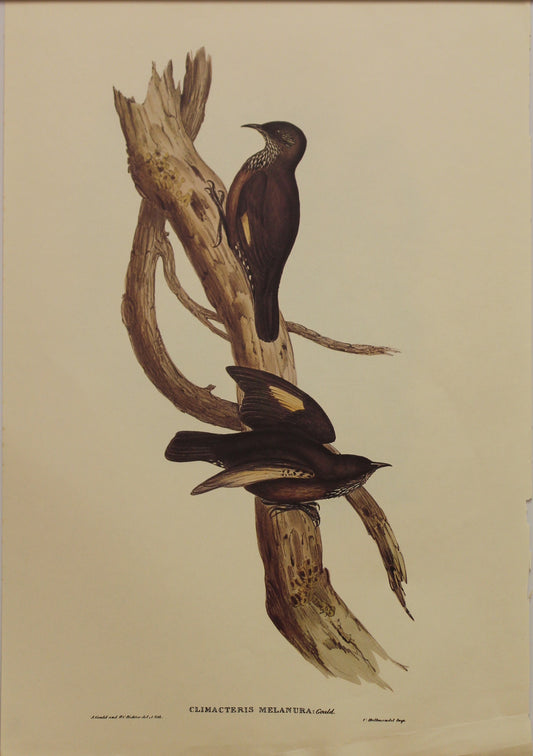 Bird, Gould, John, Black-tailed Tree Creeper, c1955, Reproduction