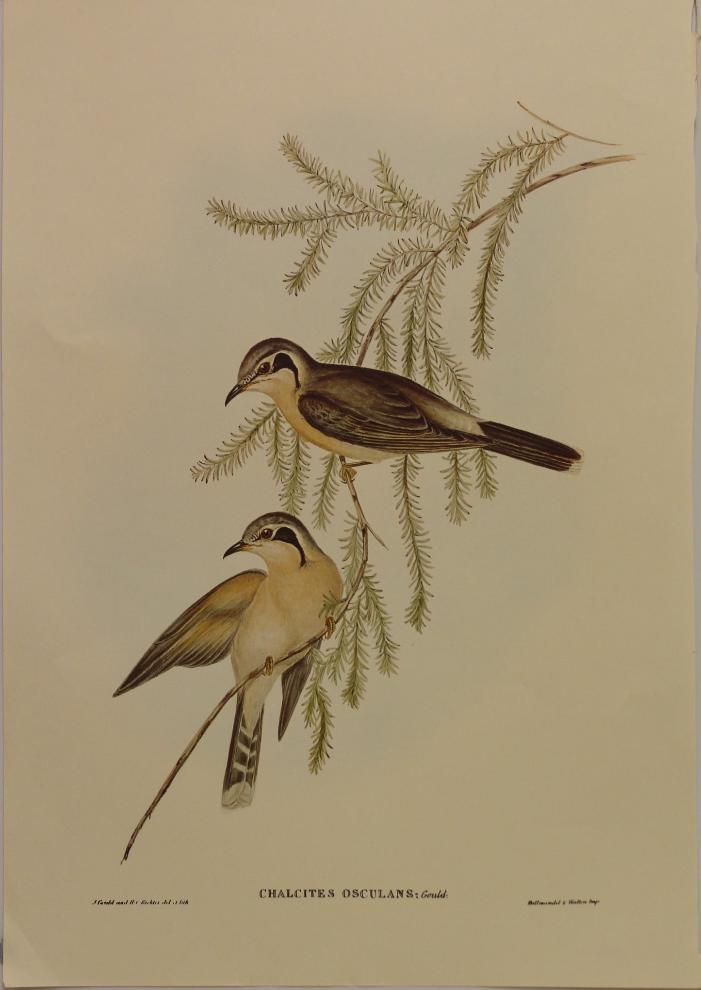 Bird, Gould, John, Black-eared Cuckoo, c1955, Reproduction
