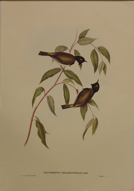 Bird, Gould, John, Black-headed Honey Eater, c1955, Reproduction