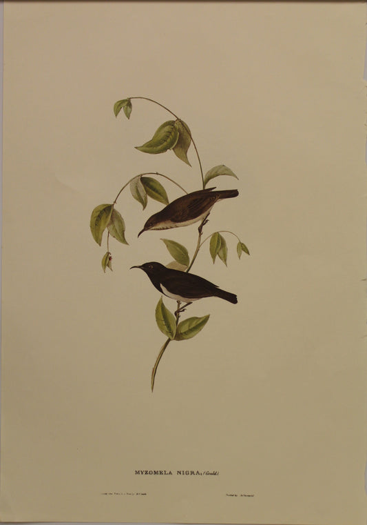Bird, Gould, John, Black Honey Eater, c1955, Reproduction