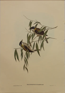 Bird, Gould John, Black Chinned Honey Eater, c1955, Reproduction