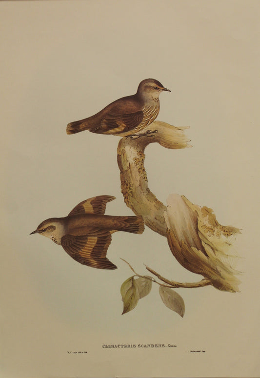 Bird, Gould John, Brown Tree Creeper, c1955, Reproduction