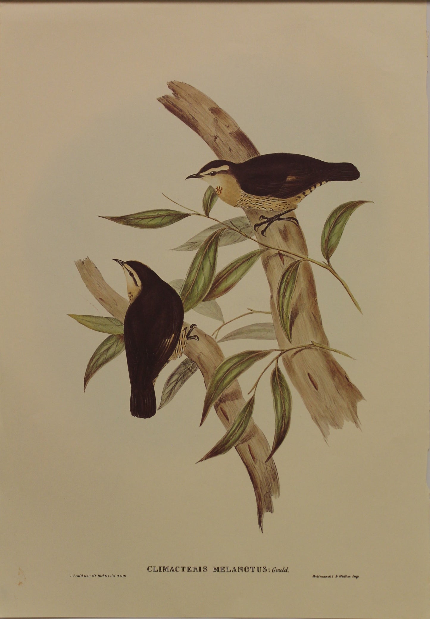 Bird, Gould, John, Brown Tree Creeper, c1955, Reproduction
