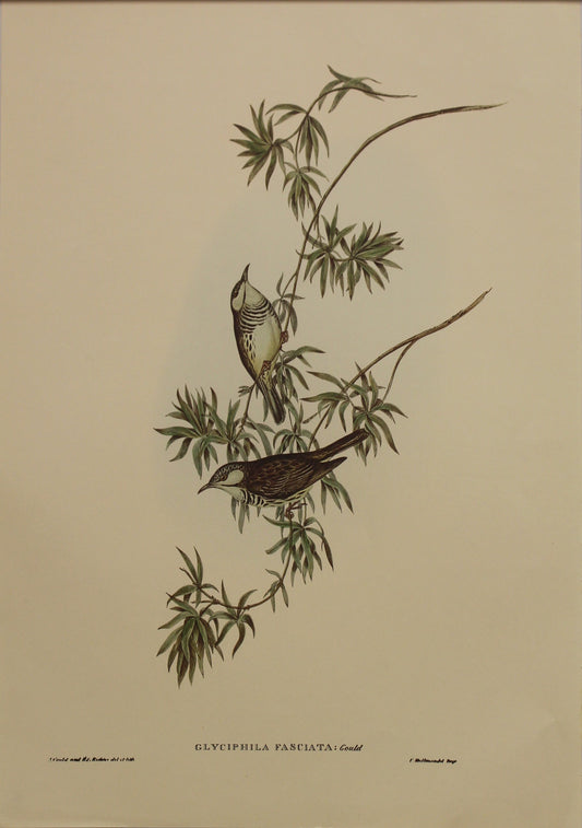 Bird, Gould, John, Fasciated Honey Eater, c1955, Reproduction