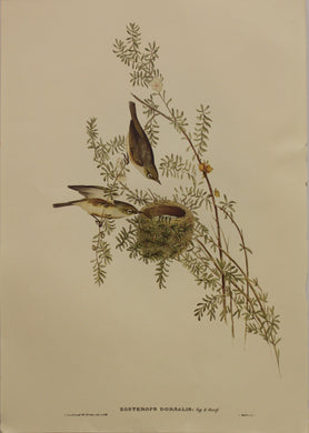 Bird, Gould, John, Grey-backed Zosterobs, c1955 Reproduction