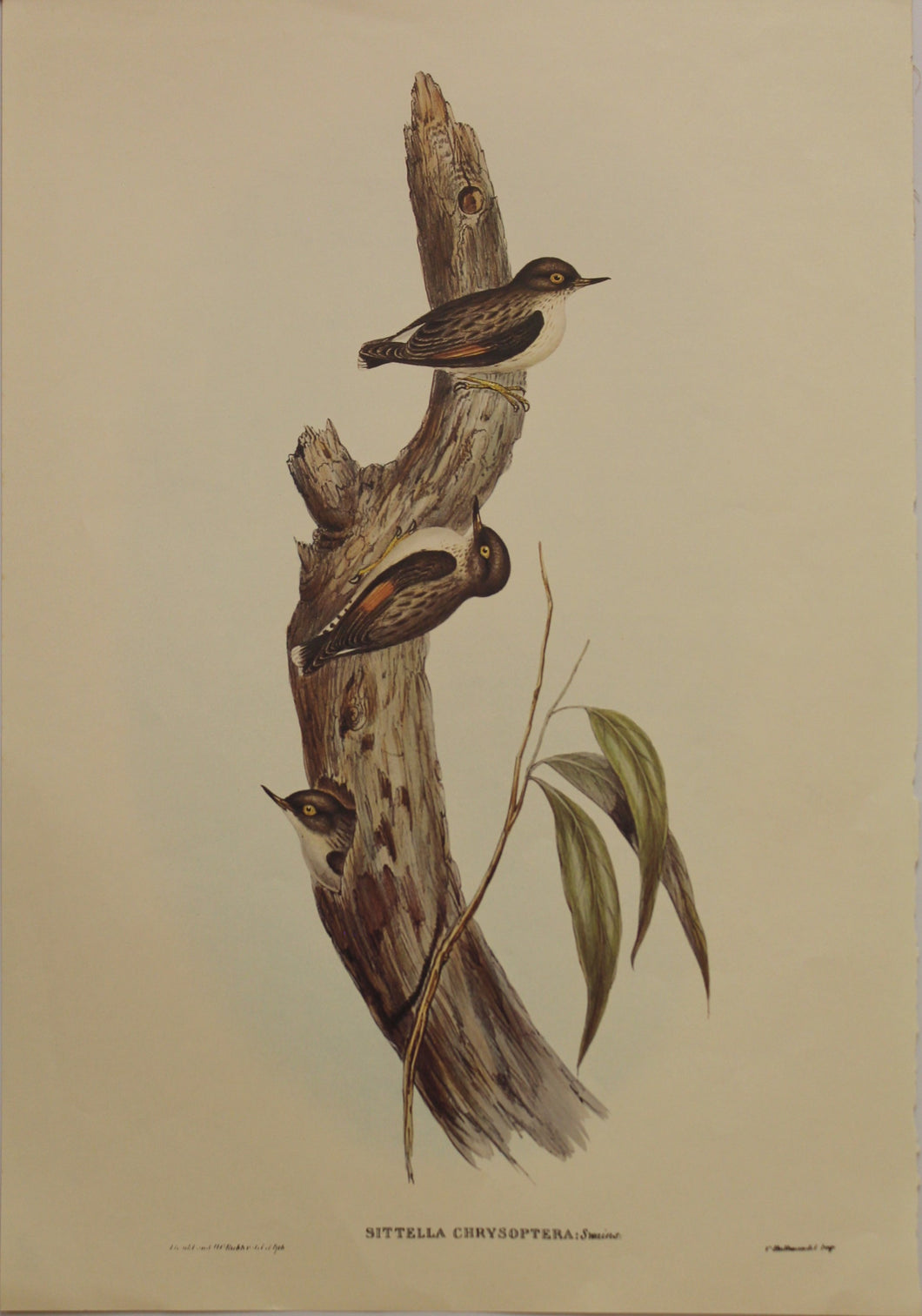 Bird, Gould, John, Orange-winged Sittella, c1955, Reproduction