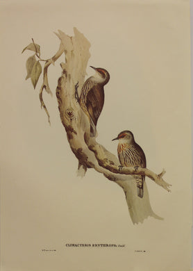 Bird, Gould John, Red Browed Tree Creeper, c1955, Reproduction