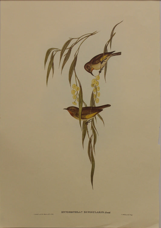 Bird, Gould John, Rufous-throated Honey Eater, c1930, Reproduction