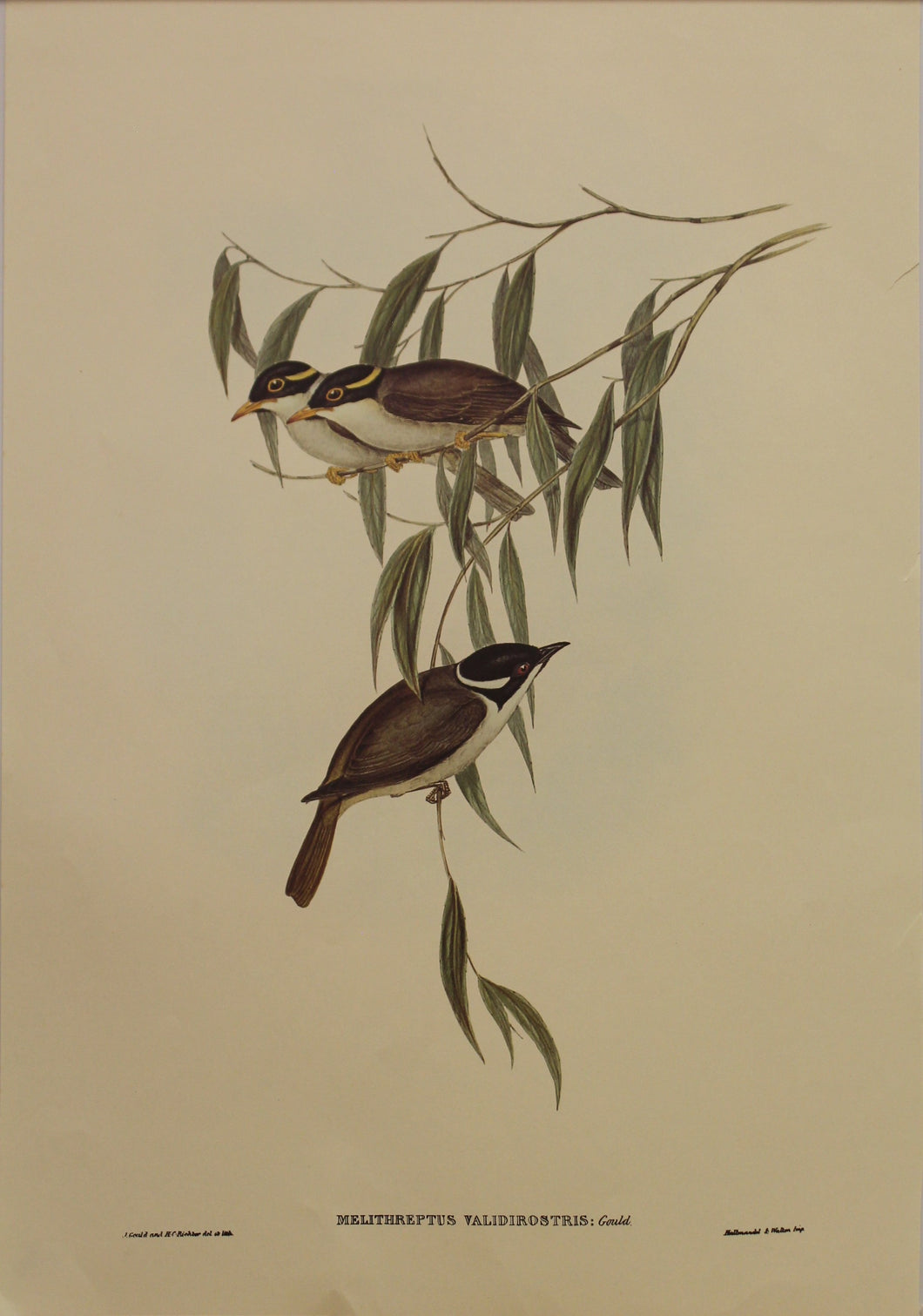 Bird, Gould John, Strong-billed Honey Eater, c1930, Reproduction