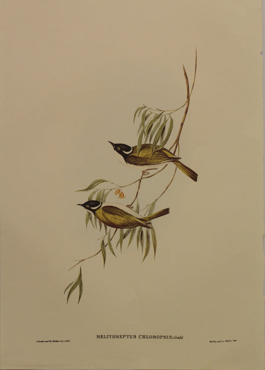 Bird, Gould John, Swan River Honey Eater, c1930, Reproduction
