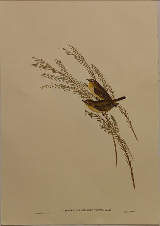 Bird, Gould, John, Western Silvereye, c1955, Reproduction