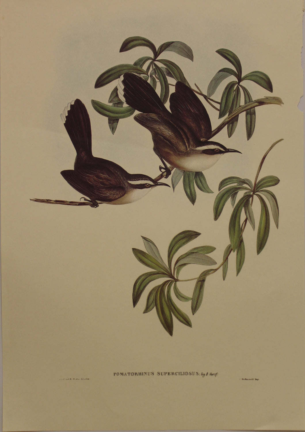 Bird, Gould, John, White-browed Babbler, c1955, Reproduction