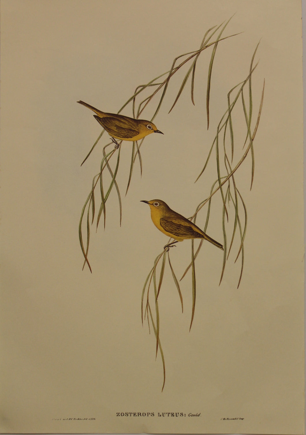 Bird, Gould, John, White-eye Canary, c1955, Reproduction