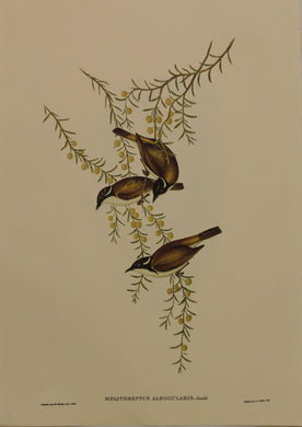 Bird, Gould, John, White Throated Honey Eater, c1930 Reproduction