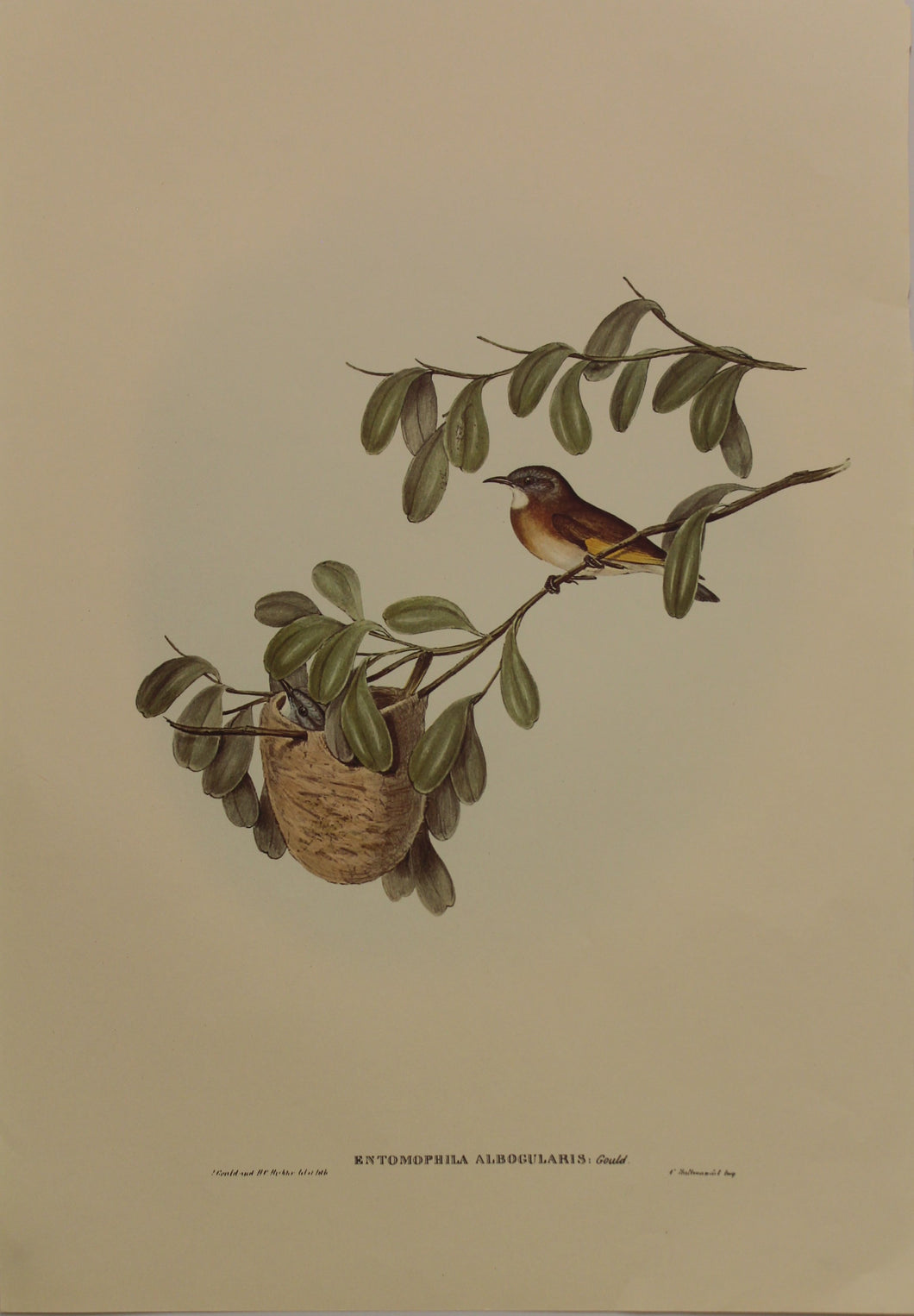 Bird, Gould, John, White Throated Honey Eater, c1930, Reproduction