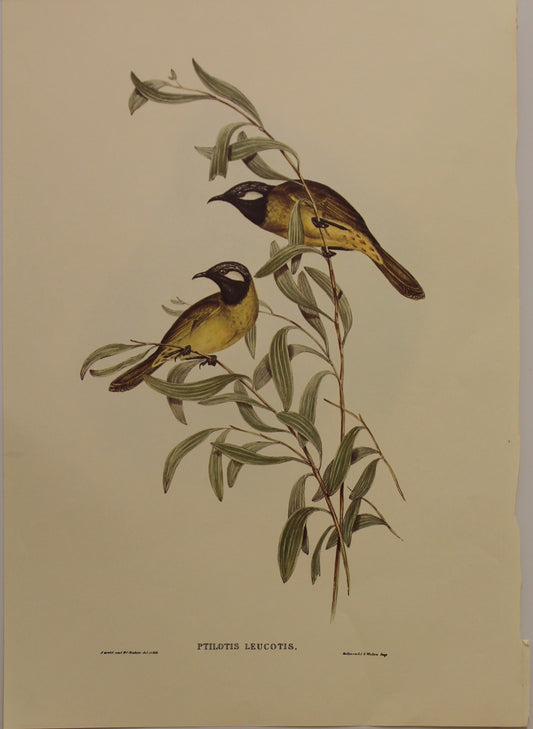 Bird, Gould John, White Eared Honey Eater, c1930, Reproduction