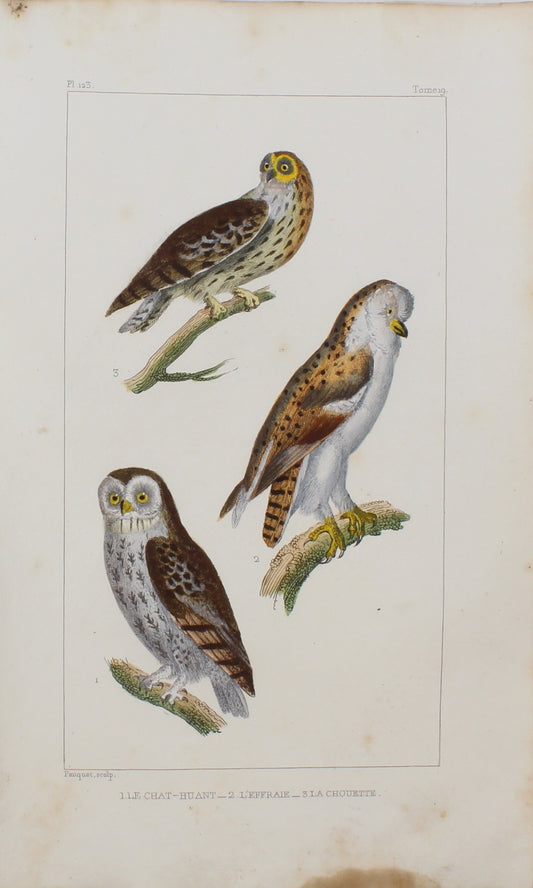Bird, Pauquet, Owls, Plate 123, c1830