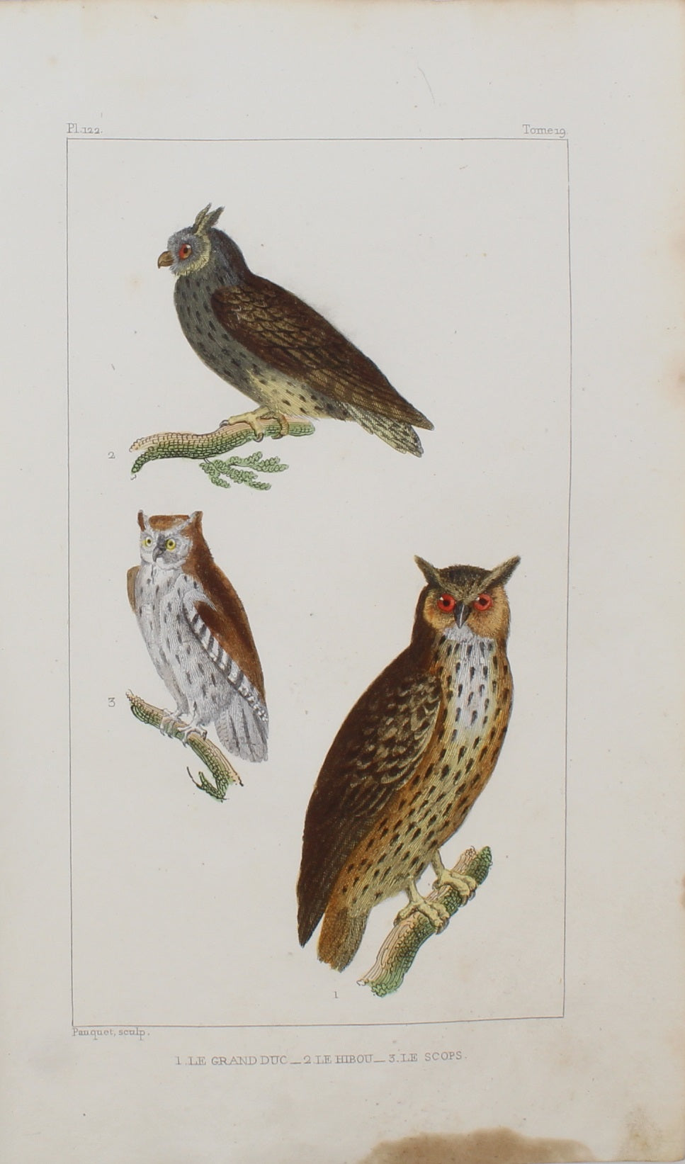 Bird, Pauquet, Owls, Plate 122, c1830