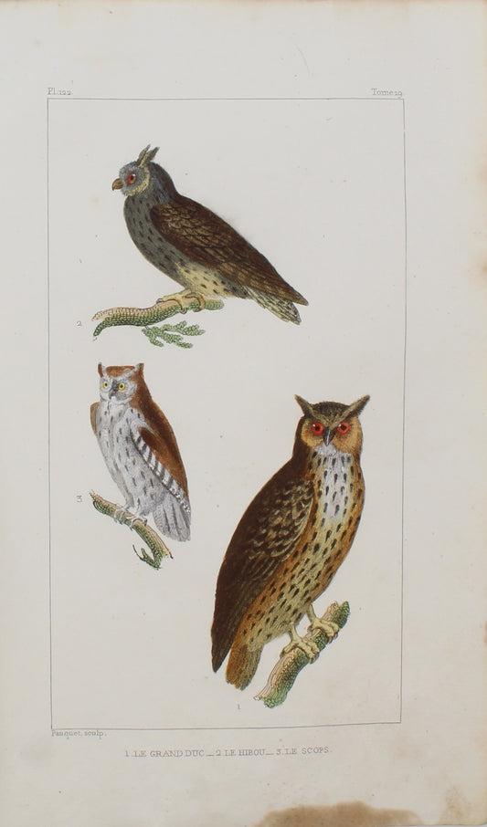 Bird, Pauquet, Owls, Plate 122, c1830