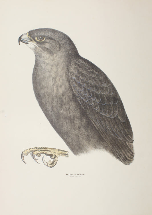 Bird, Diggles, Silvester, Falco Subniger, c1870