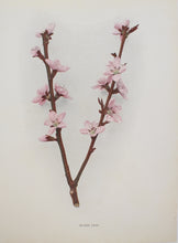 Botanical, Fruit, Blood Leaf Blossom, Peach, c1920