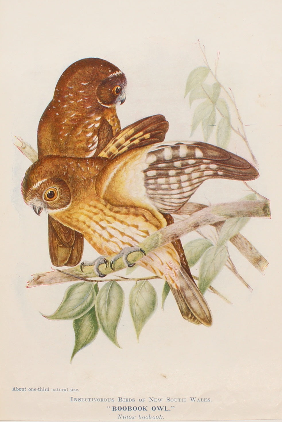 Bird, North Alfred John, Boobook Owl, 1896-7
