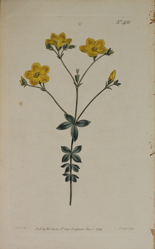 Botanical, Curtis William,  BM, Four-Leaved Flax 1797 Plate 431