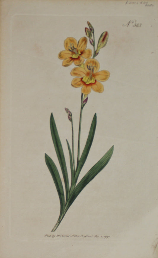 Botanical, Curtis William, BM, Gladiolus Copper Coloured Corn Flag  1797