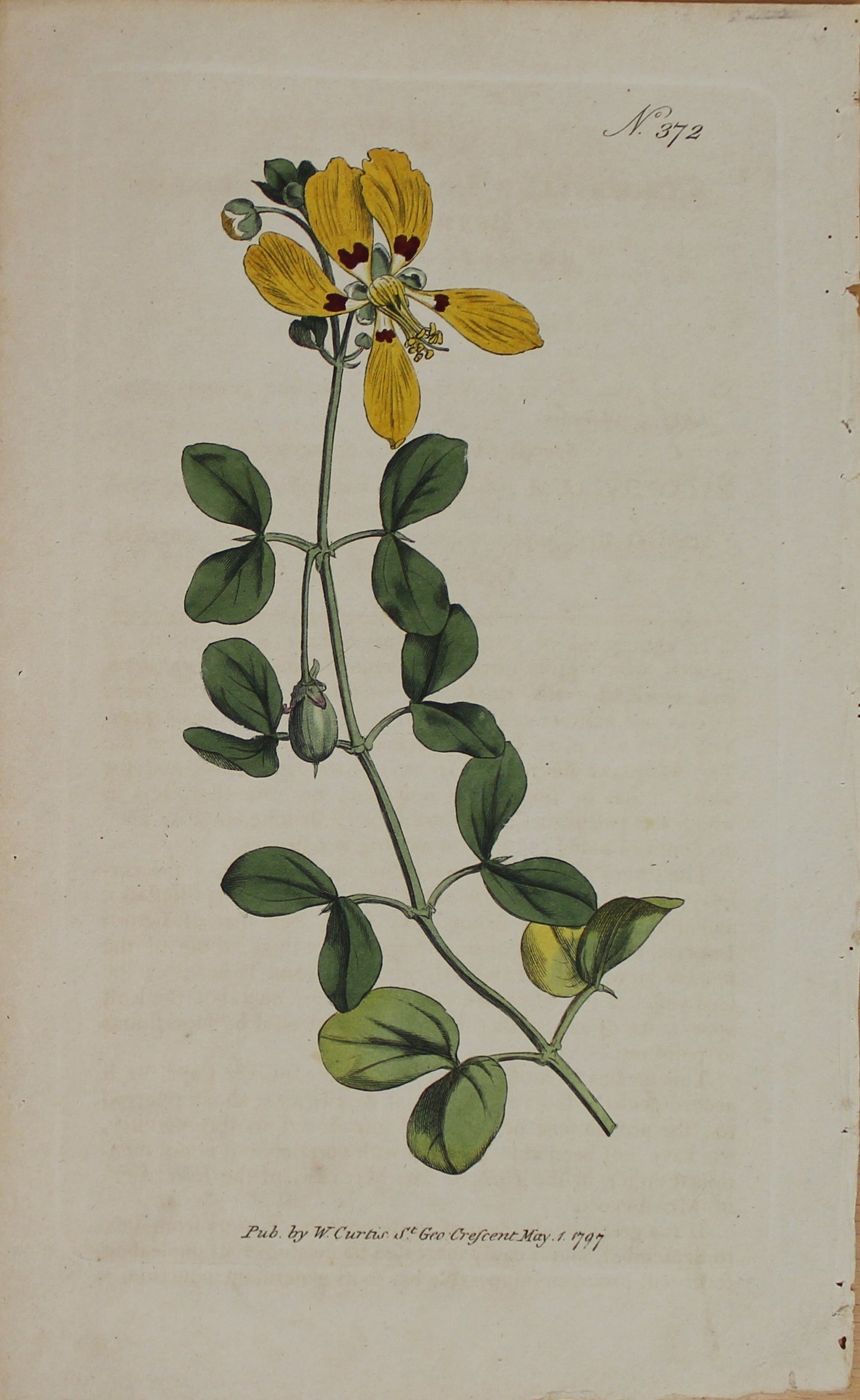 Botanical, Curtis William, BM, Unpleasant Bean Caper 1797
