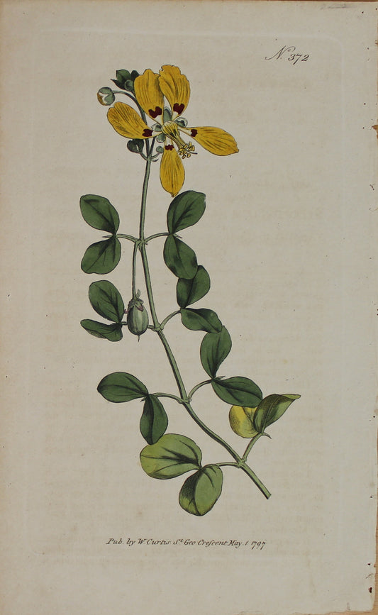 Botanical, Curtis William, BM, Unpleasant Bean Caper 1797
