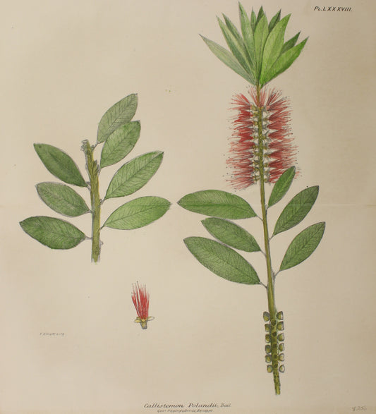 Botanical Callistemon Polandii by Frederick Manson Bailey